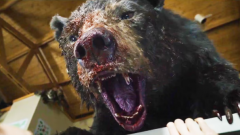 误食毒品发狂的熊惊悚片《可卡因熊》曝预告