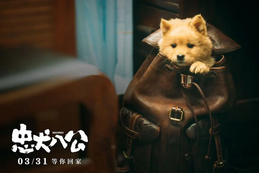 冯小刚主演电影《忠犬八公》，真人真事改编，讲述一只狗的故事